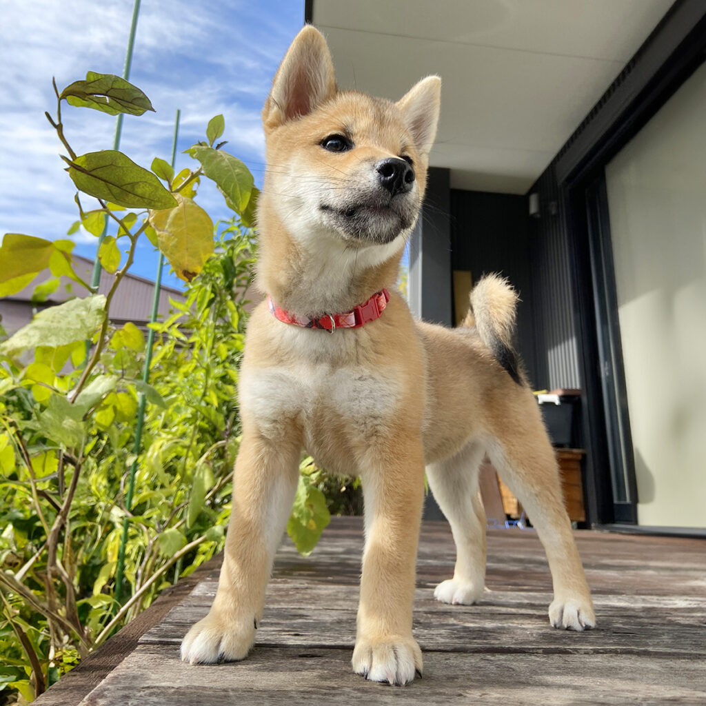 キクちゃんとウッドデッキと秋の空01