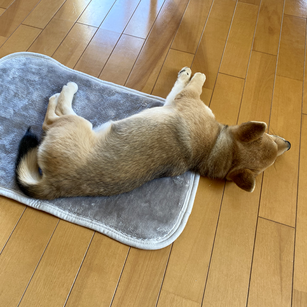 カーペットの上で眠る柴犬