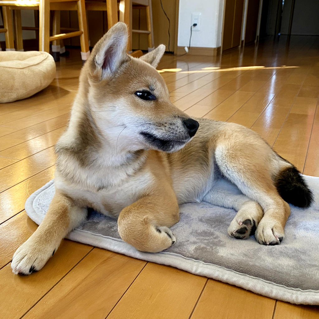カーペット上の柴犬