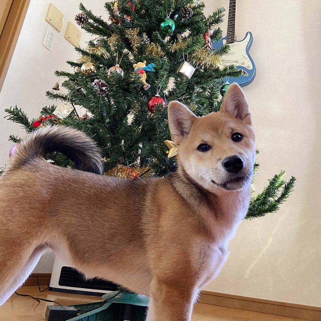 クリスマスツリーと柴犬
