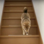 階段を上り下りする柴犬