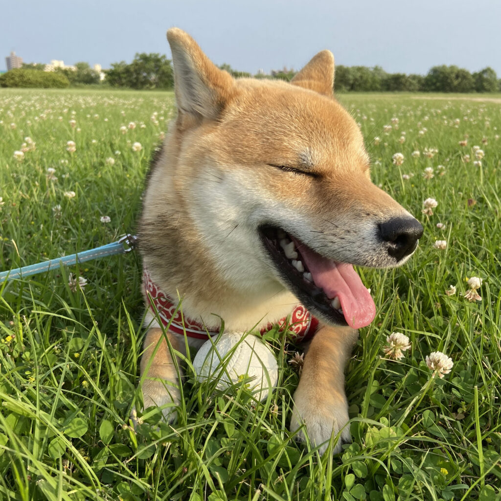 ボール遊びでご満悦