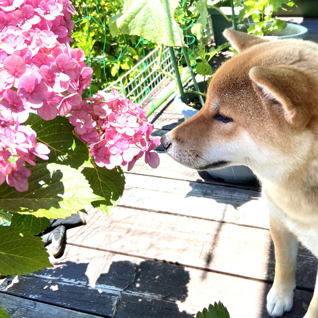 今年もピンク色の紫陽花が咲きました
