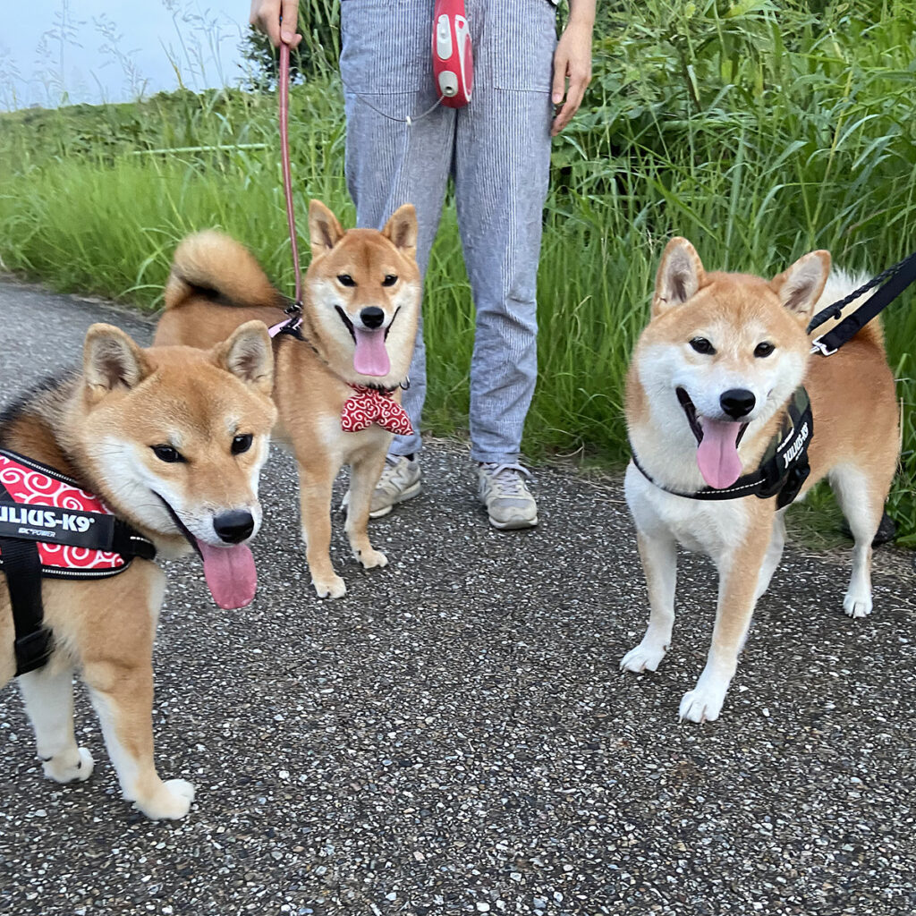 キクちゃんのお友達柴犬。みんなであっかんべー。
