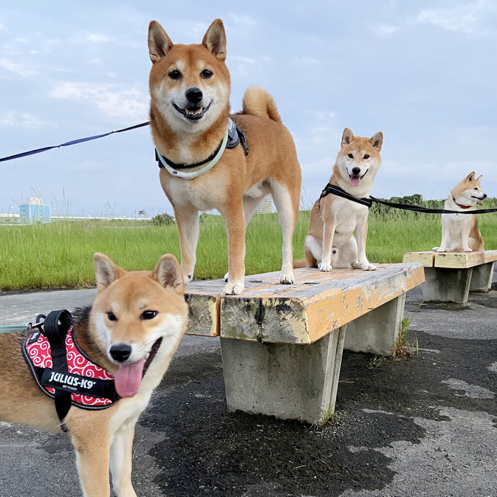 キクちゃんのお友達柴犬。高いところが好き。柴的距離。