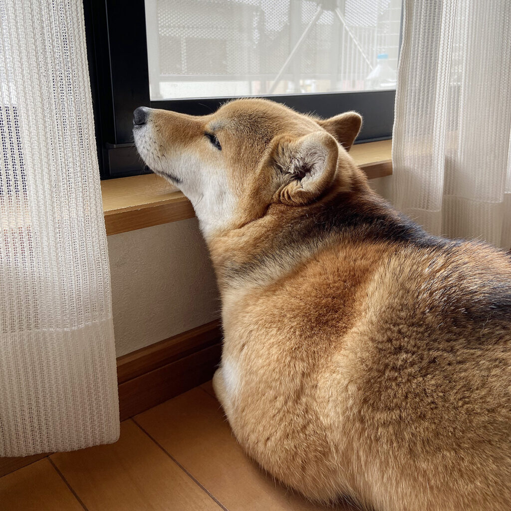 雨のベランダを恨めしそうに眺めるお菊さん。