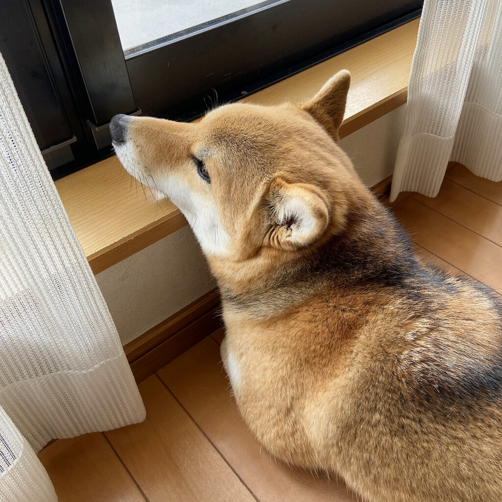 あ〜ぁ・・・。雨降りヤダなぁ〜