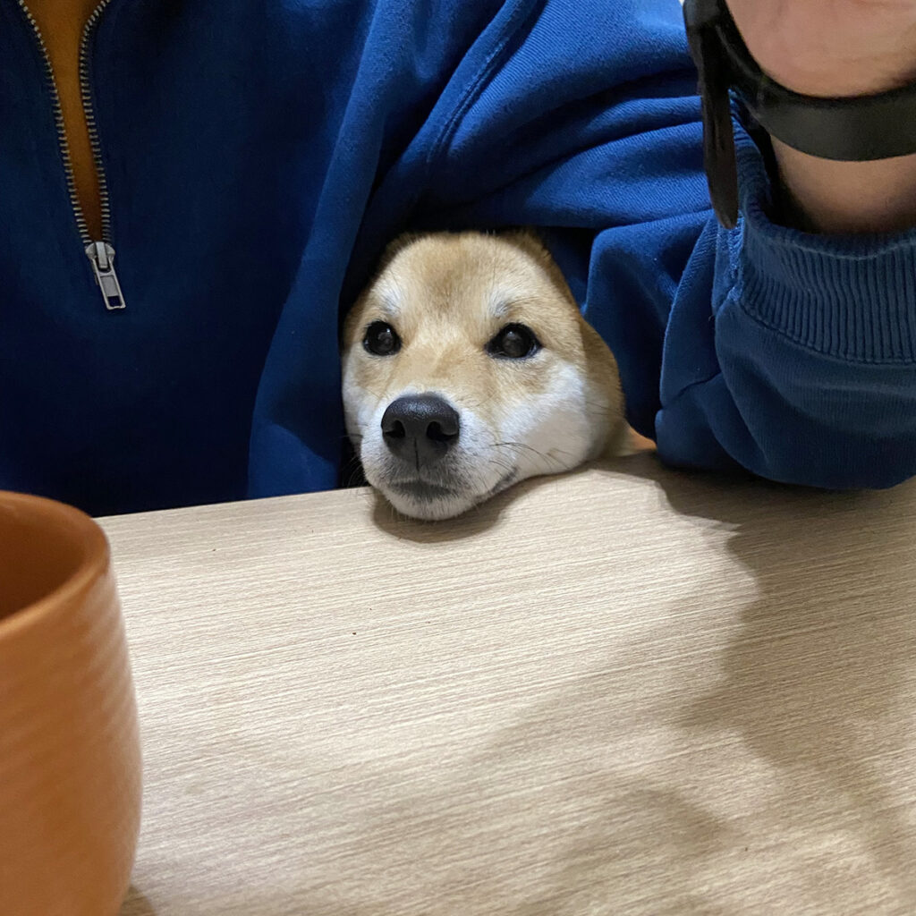 かわいい顔してもダメですよ