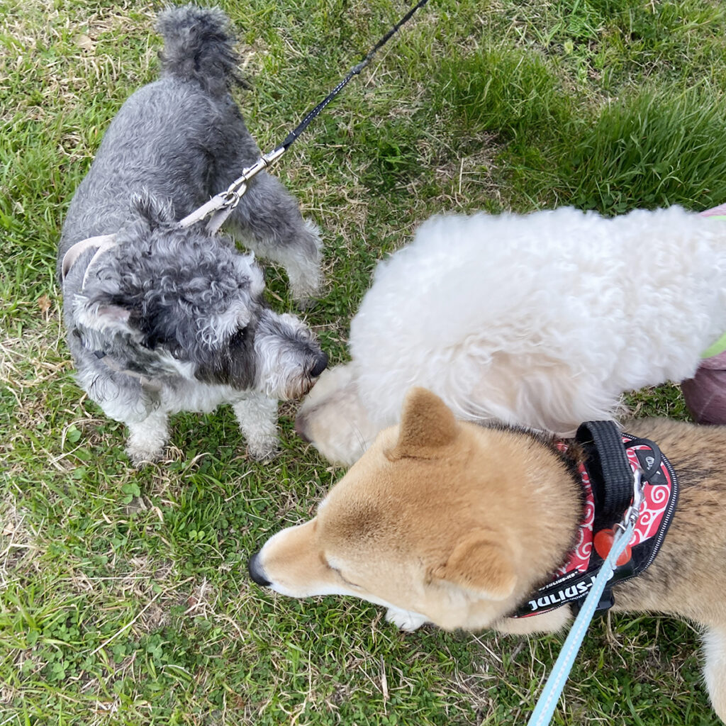 トミオくんとシェイくんとキクちゃん挨拶