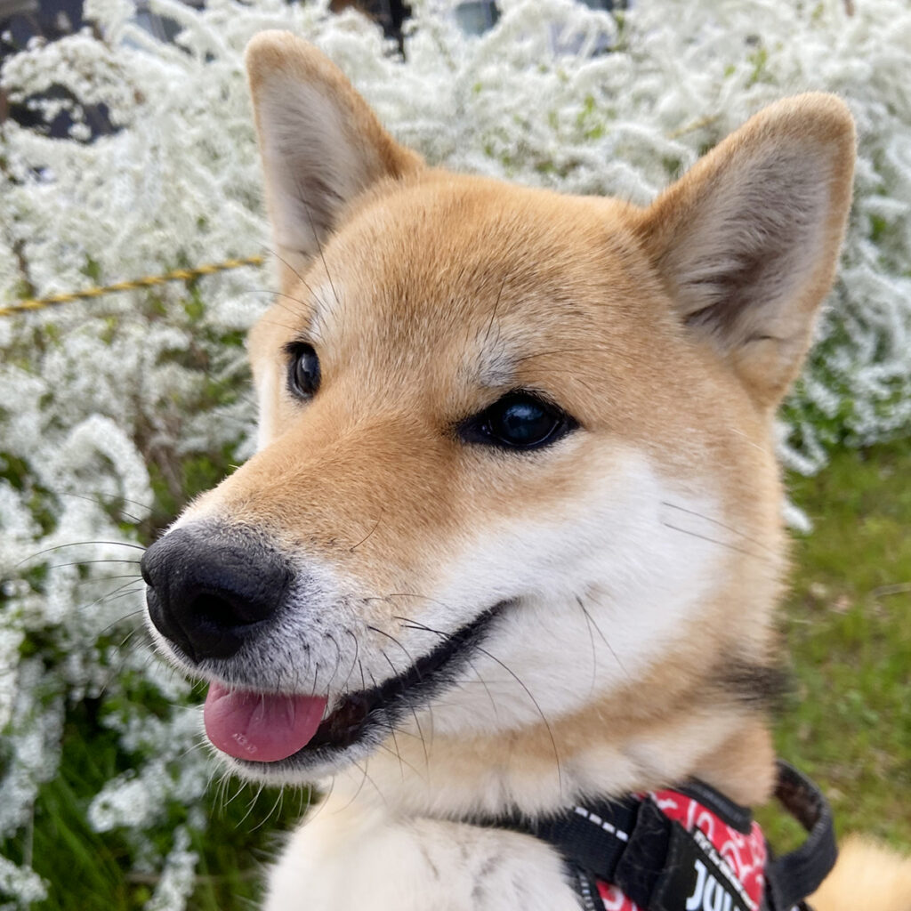 キクちゃんとユキヤナギ