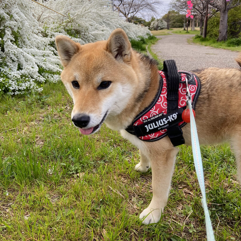 キクちゃんとユキヤナギ