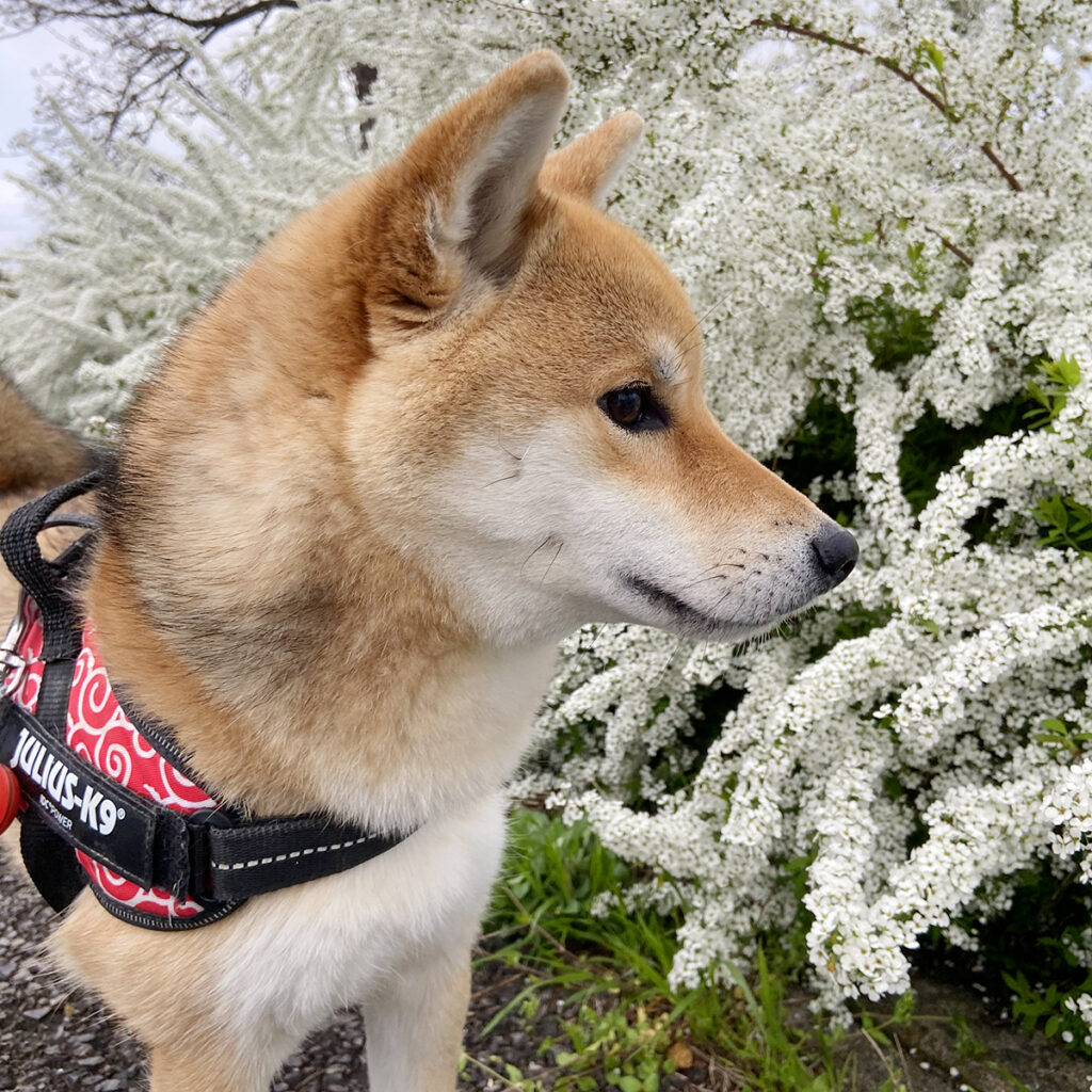 キクちゃんとユキヤナギ