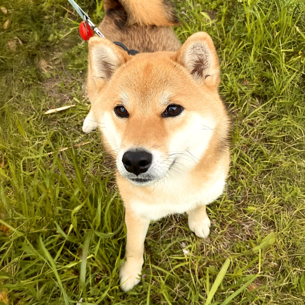 珍しいカメラ目線ショット