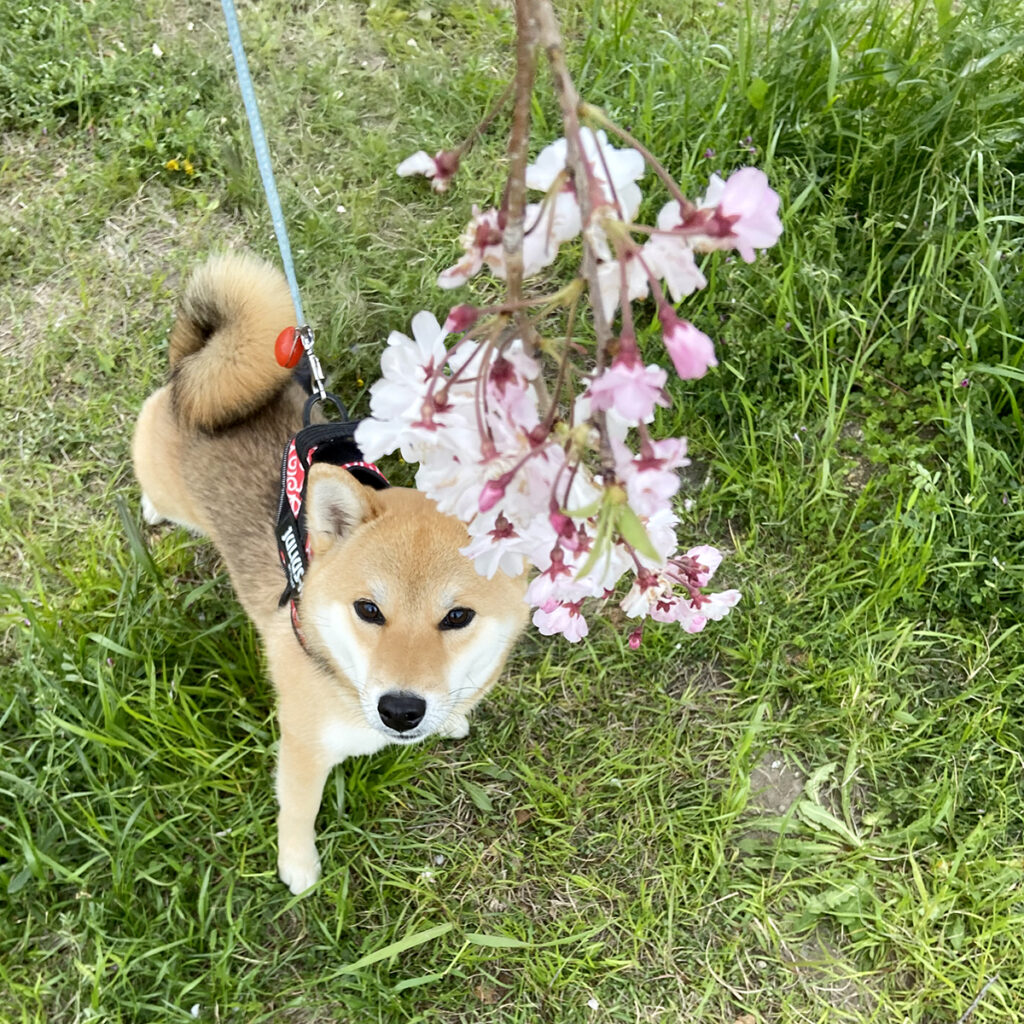 桜の花飾り