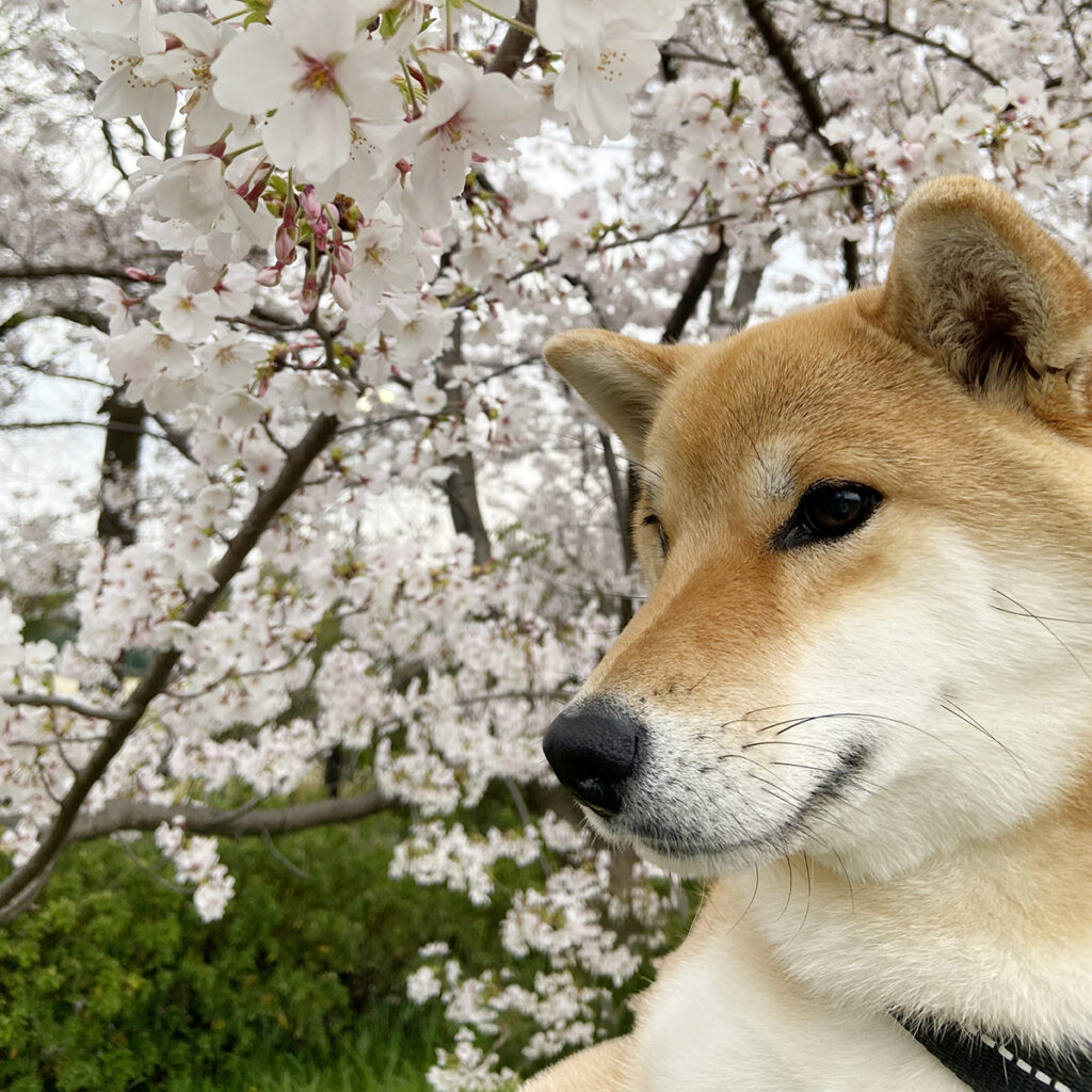 抱っこしての桜バックショット