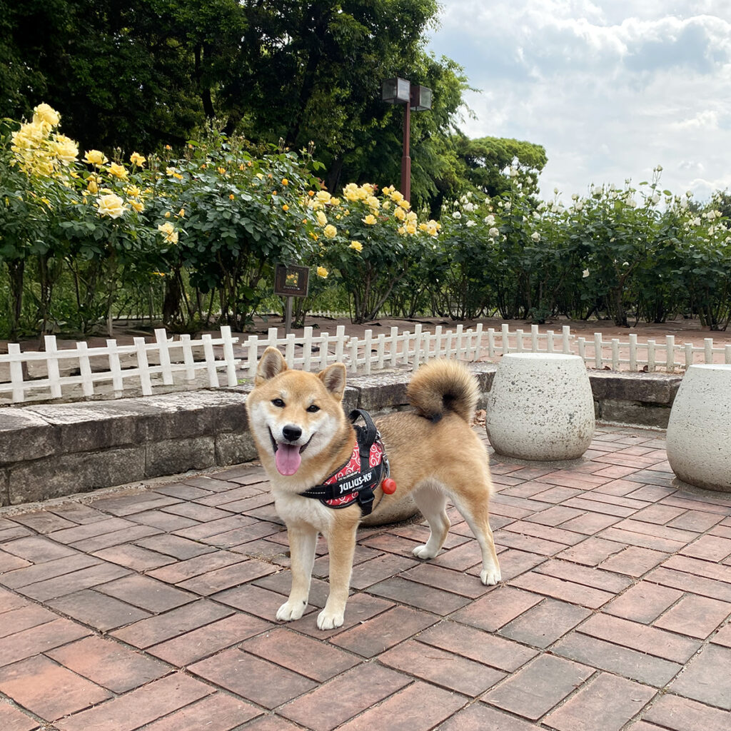 庄内緑地公園のバラ園とキクちゃん