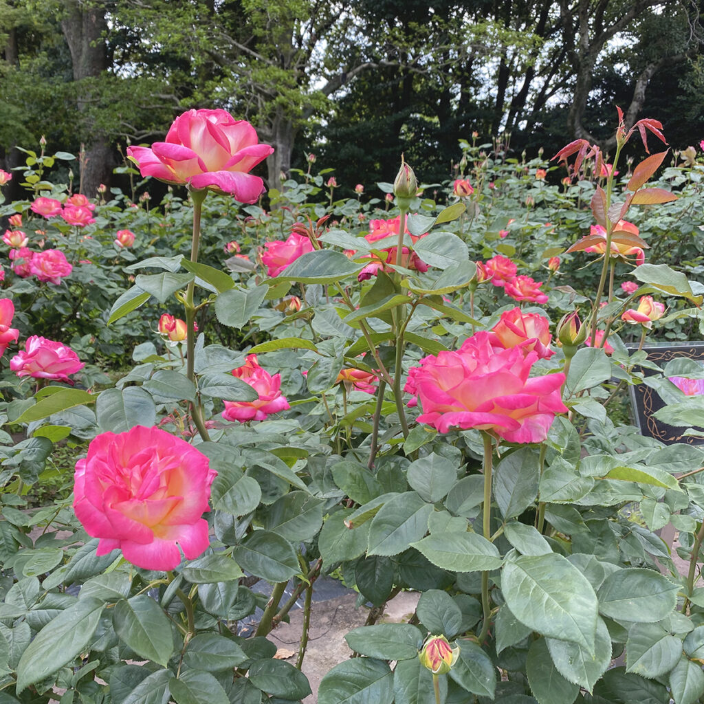 庄内緑地公園のバラ園は満開