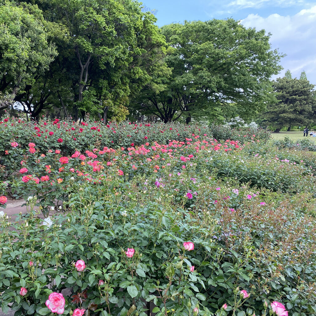 庄内緑地公園のバラ園は満開