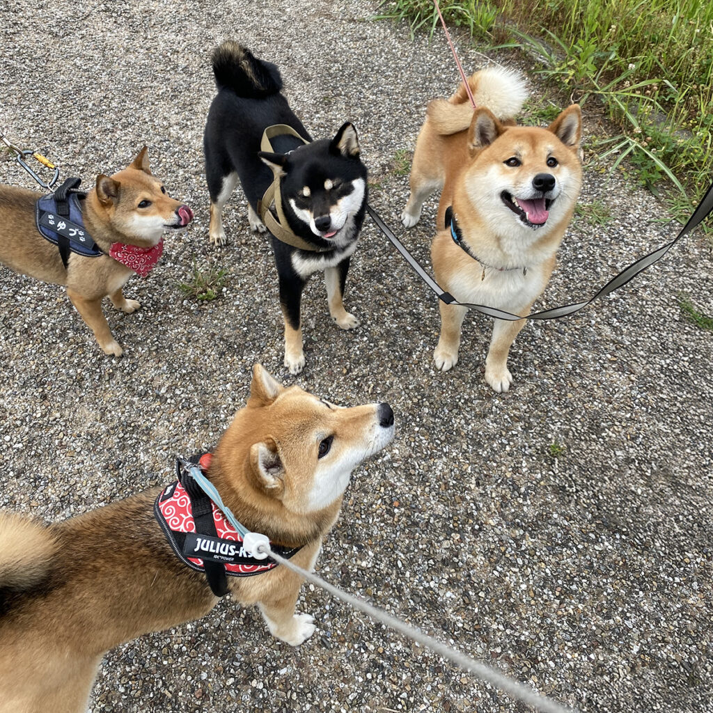 おやつを欲しがる柴犬組