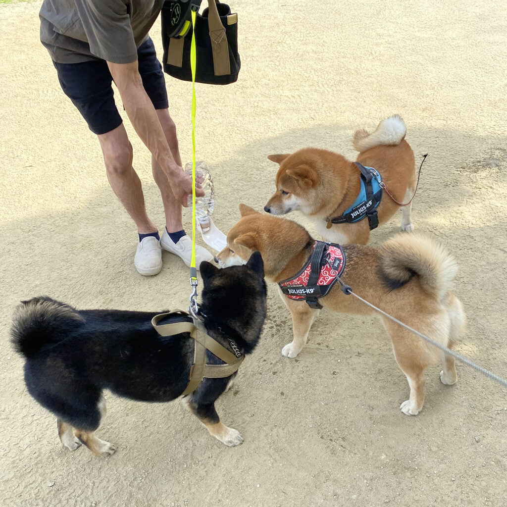 よそのお家の水の味を確かめる柴犬組