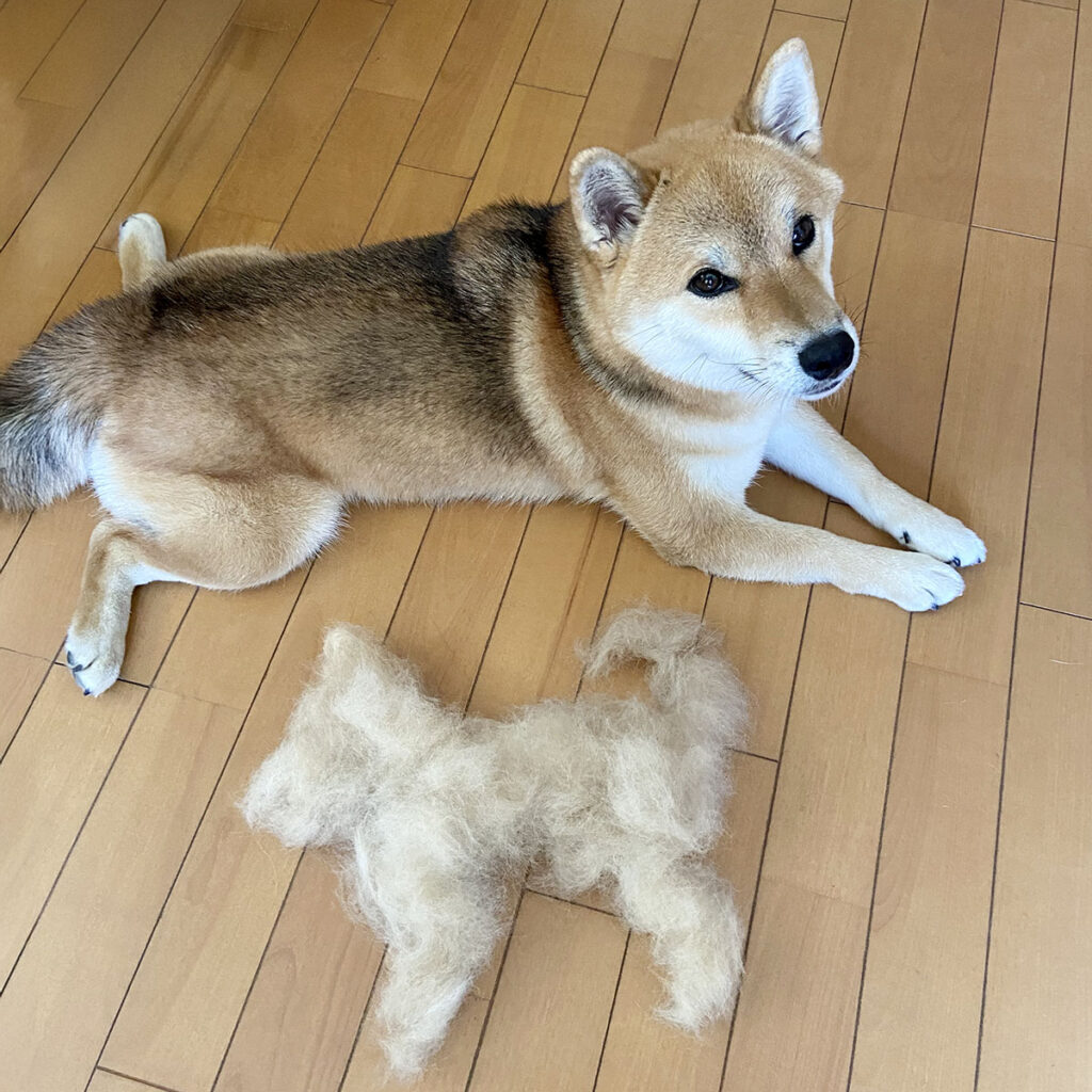 １回のブラシで、小さなキクちゃんが生まれました。