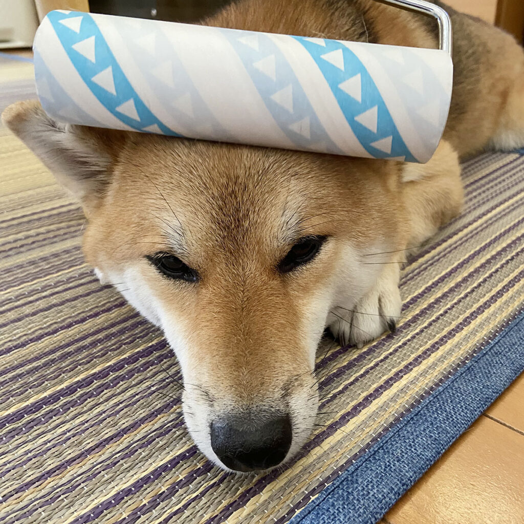 コロコロされて、ブーッとしてます。