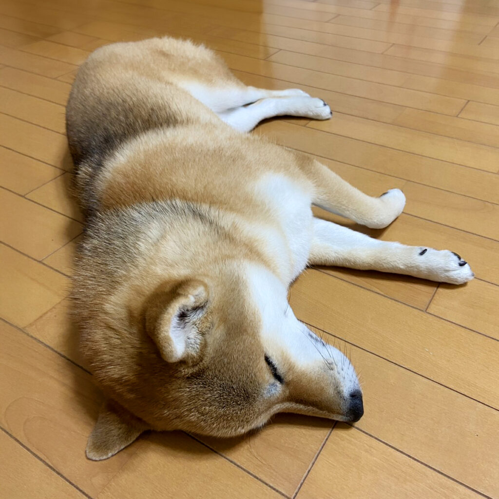 帰ってきて疲れ果て眠るキクちゃん