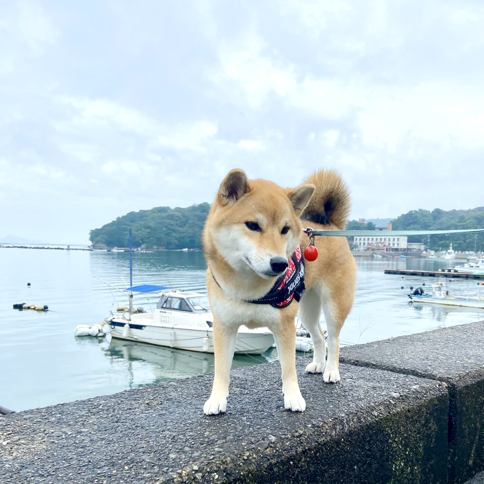 朝の鳥羽の港を散歩