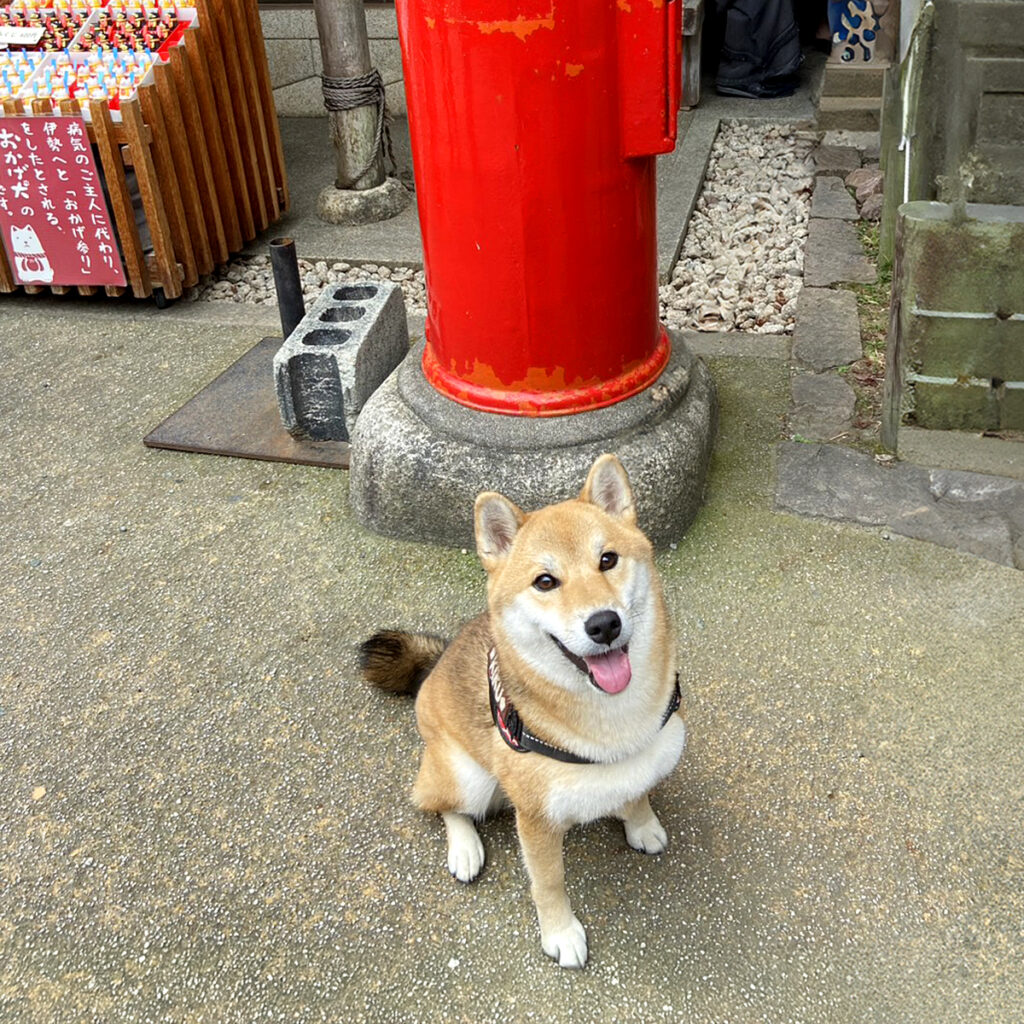 赤いポストとキクちゃん(※リードは画像処理で消してます）