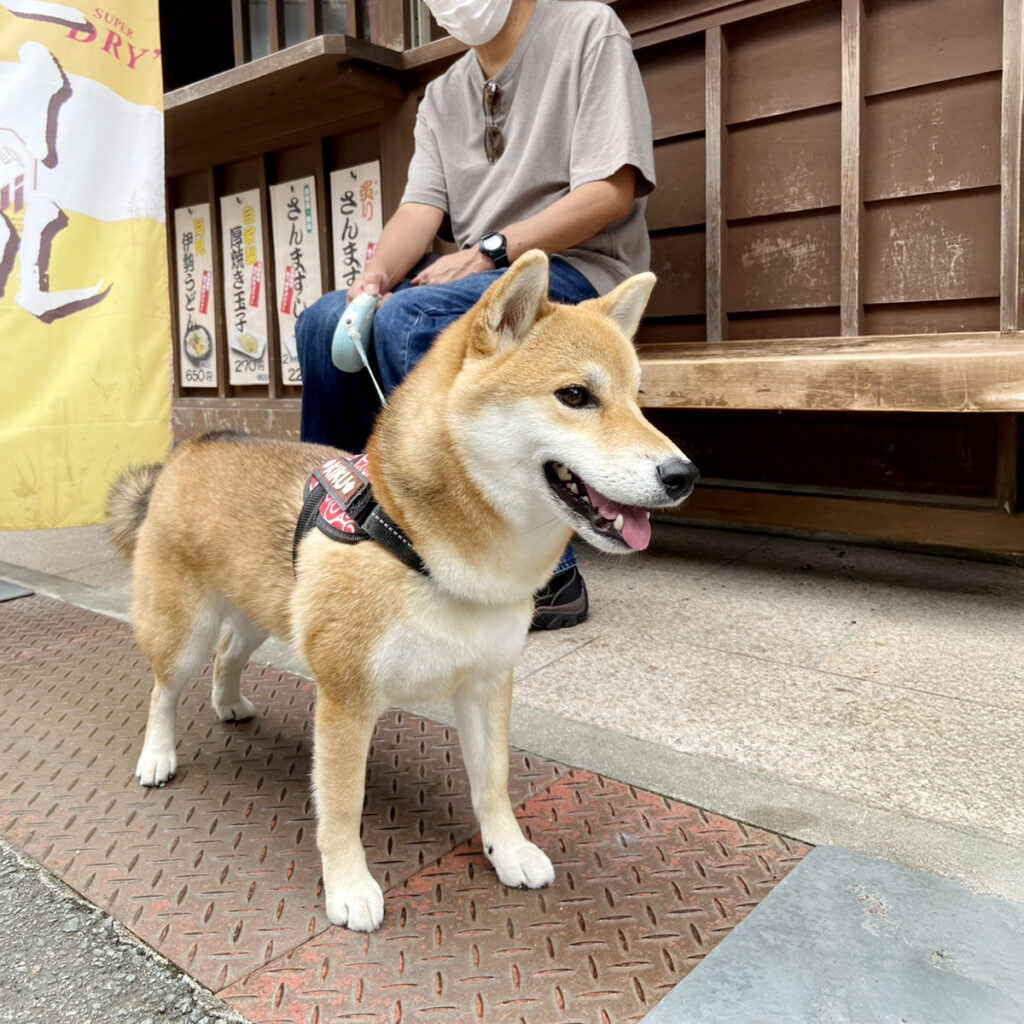 コーギーのようなキクちゃん